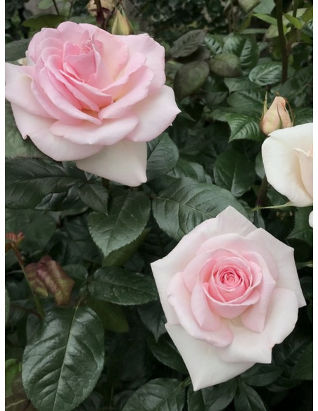 róża wielkokwiatowa PRINCE JARDINIER