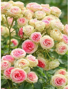 MINI EDEN ROSE - róża pnąca