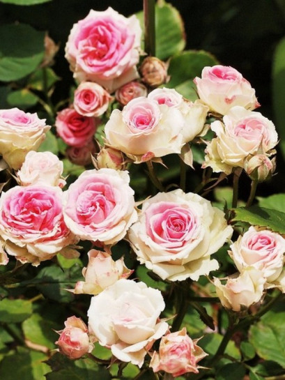 MINI EDEN ROSE - pnąca róża