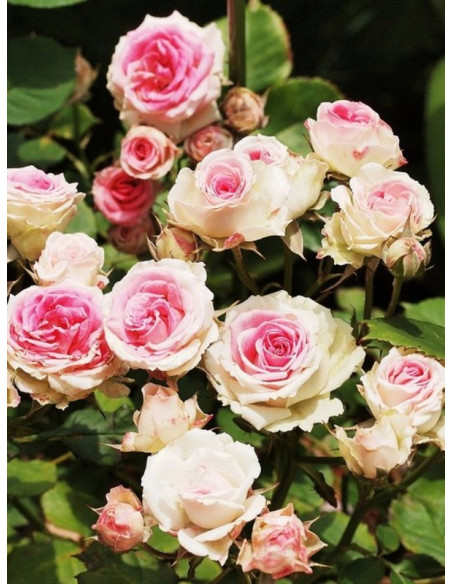 MINI EDEN ROSE - pnąca róża