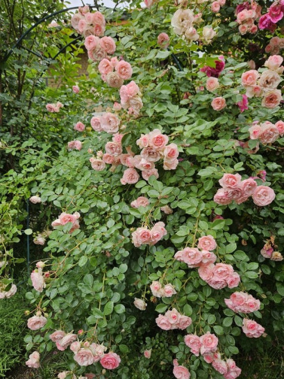 róża pnąca MINI EDEN ROSE