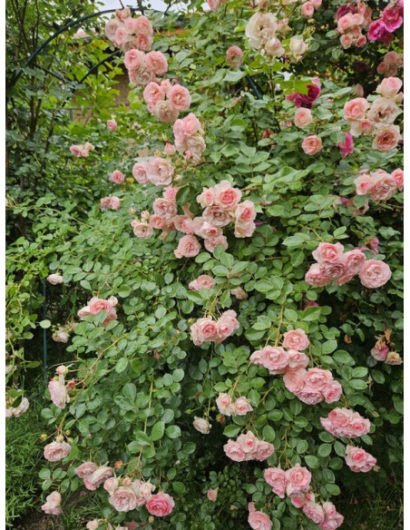 róża pnąca MINI EDEN ROSE