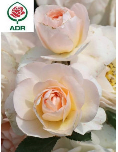 SIRIUS® róża rabatowa