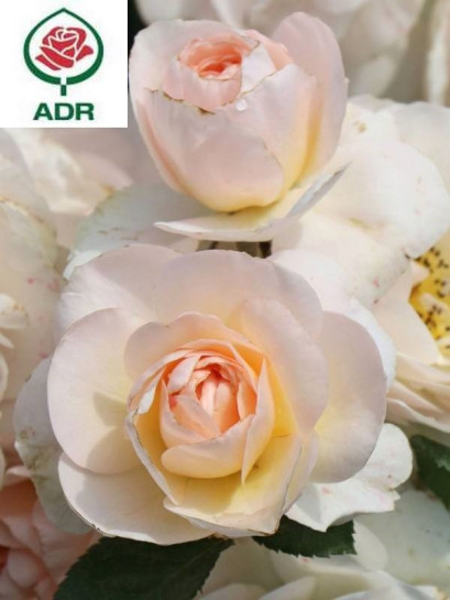 SIRIUS® róża rabatowa