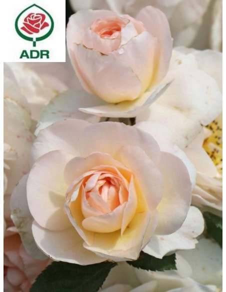 SIRIUS® róża rabatowa