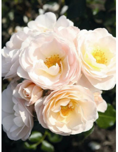 SIRIUS® róża rabatowa 2