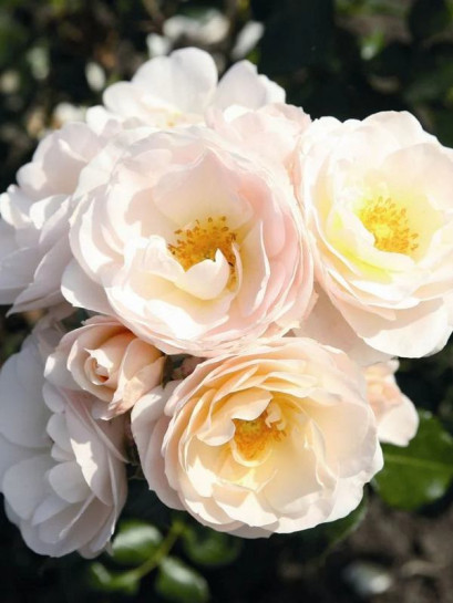 róża rabatowa SIRIUS®