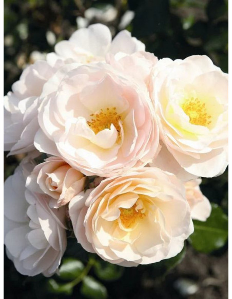 róża rabatowa SIRIUS®