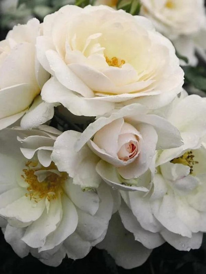 SIRIUS® rabatowa róża