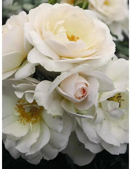 SIRIUS® rabatowa róża