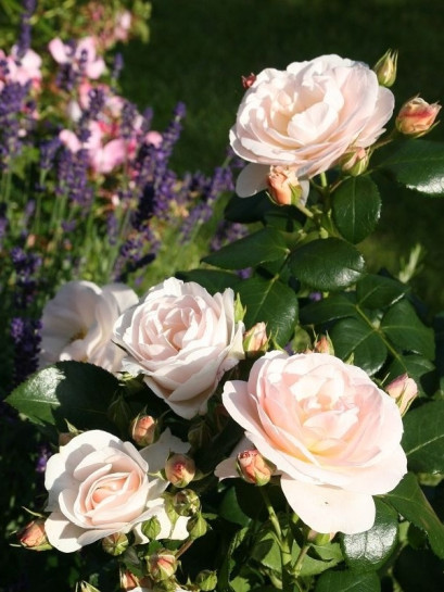 rabatowa róża SIRIUS®