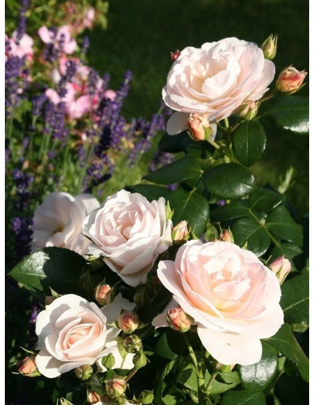 rabatowa róża SIRIUS®