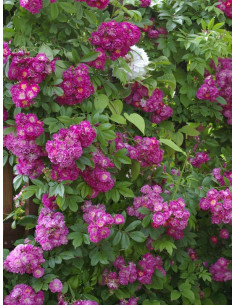 PERENNIAL BLUE róża pnąca 2