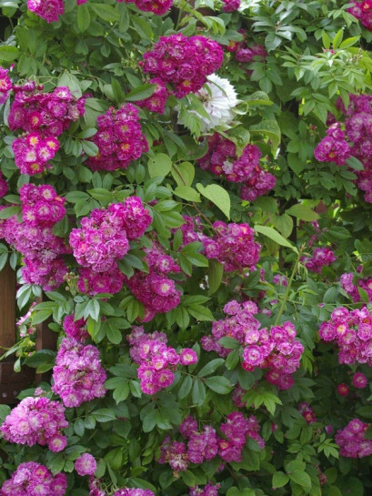 róża pnąca PERENNIAL BLUE