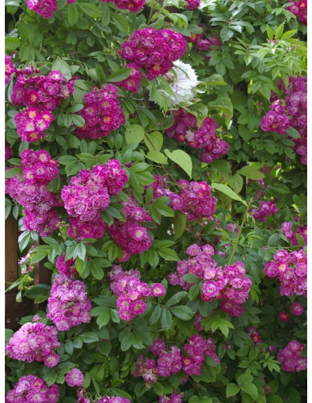 róża pnąca PERENNIAL BLUE