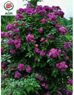 PERENNIAL BLUE róża pnąca