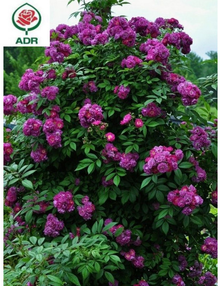 PERENNIAL BLUE róża pnąca