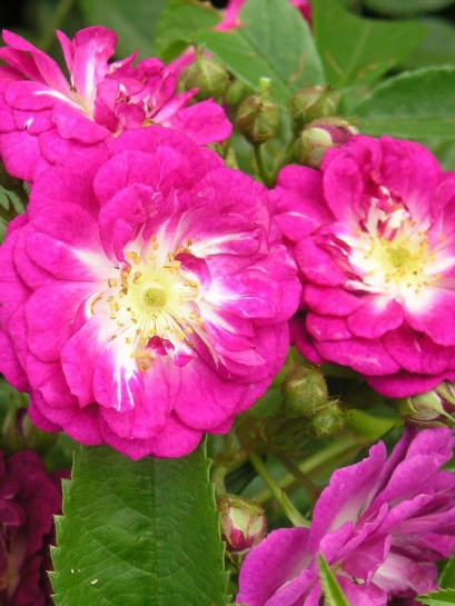 PERENNIAL BLUE pnąca róża