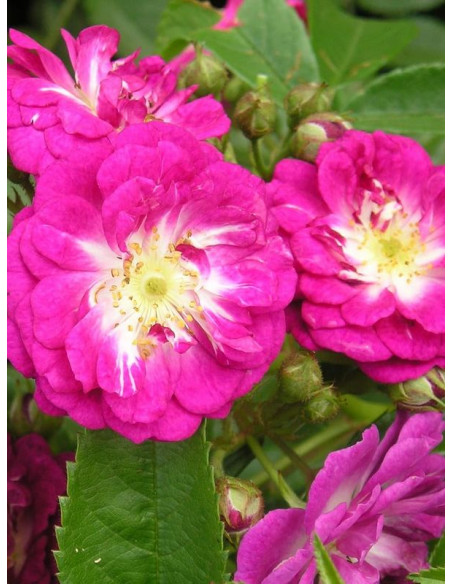 PERENNIAL BLUE pnąca róża