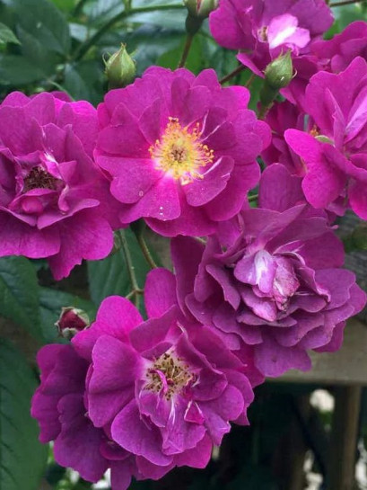 pnąca róża PERENNIAL BLUE