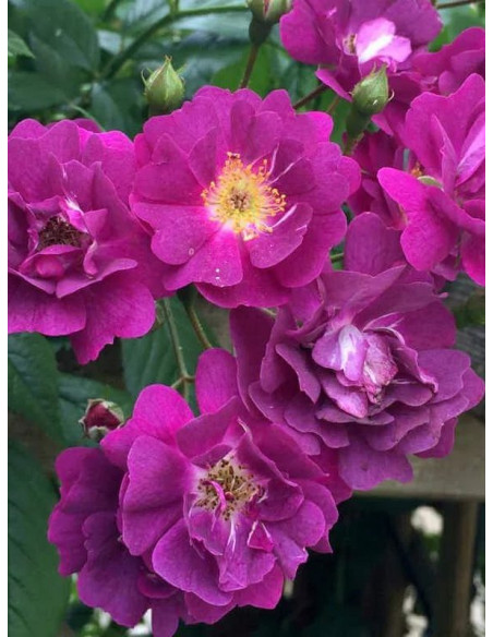 pnąca róża PERENNIAL BLUE