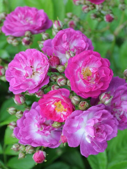 PERENNIAL BLUE róża pnąca