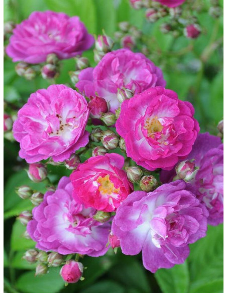 PERENNIAL BLUE róża pnąca