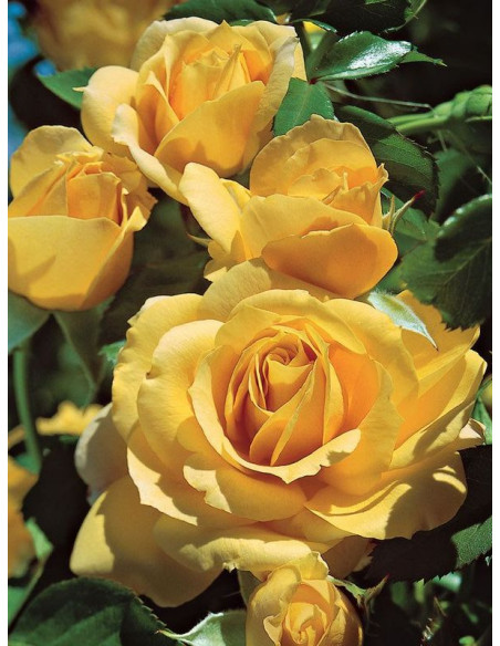 ABSOLUTELY FABULOUS róża rabatowa