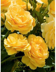 ABSOLUTELY FABULOUS róża rabatowa 2