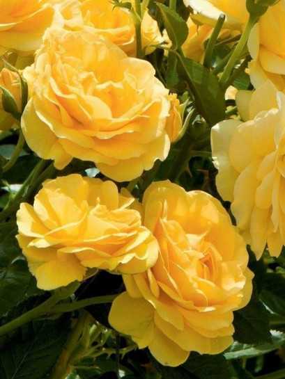 róża rabatowa ABSOLUTELY FABULOUS