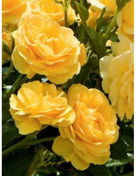 róża rabatowa ABSOLUTELY FABULOUS