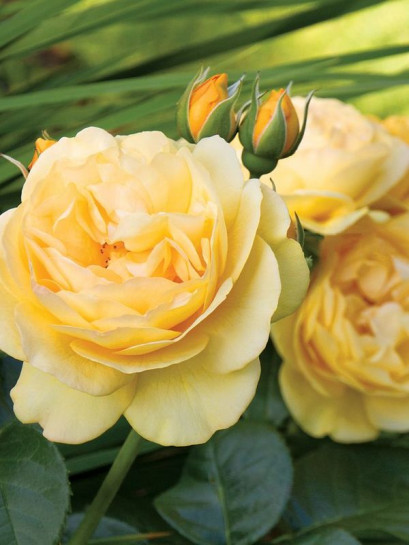 rabatowa róża ABSOLUTELY FABULOUS