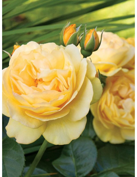 rabatowa róża ABSOLUTELY FABULOUS