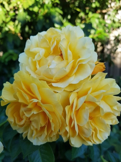 ABSOLUTELY FABULOUS rabatowa róża