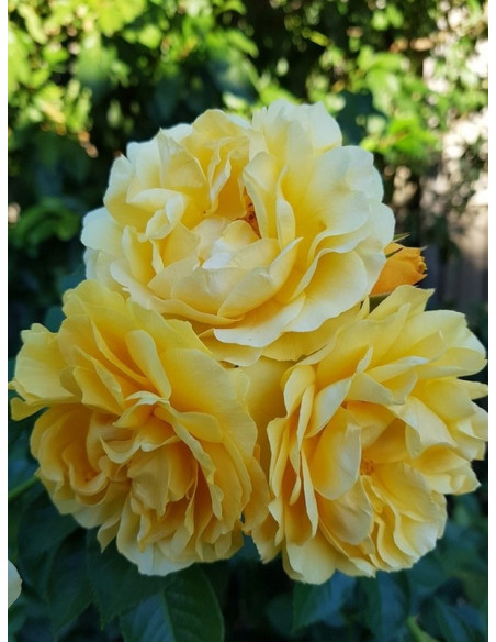 ABSOLUTELY FABULOUS rabatowa róża