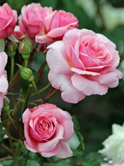 EEUWIGE PASSIE róża rabatowa