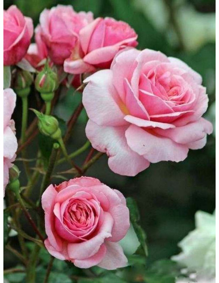 EEUWIGE PASSIE róża rabatowa