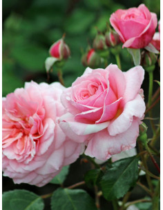 róża rabatowa EEUWIGE PASSIE