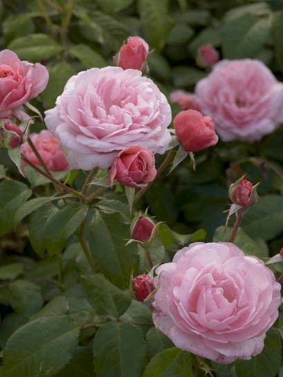 EEUWIGE PASSIE rabatowa róża