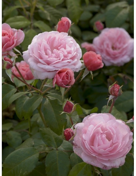 EEUWIGE PASSIE rabatowa róża