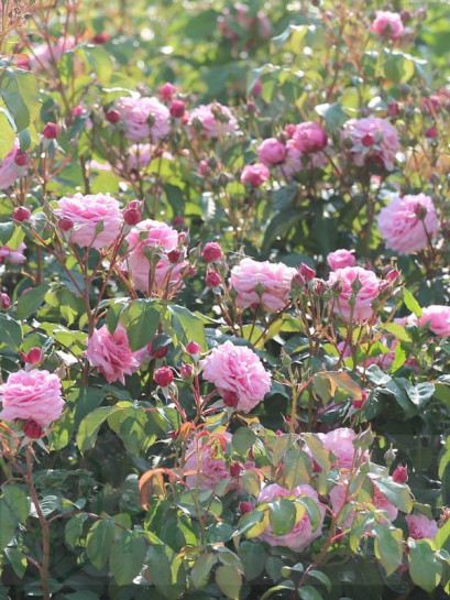 rabatowa róża EEUWIGE PASSIE