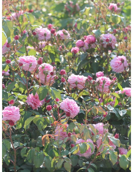 rabatowa róża EEUWIGE PASSIE