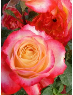 Happy Days róża rabatowa