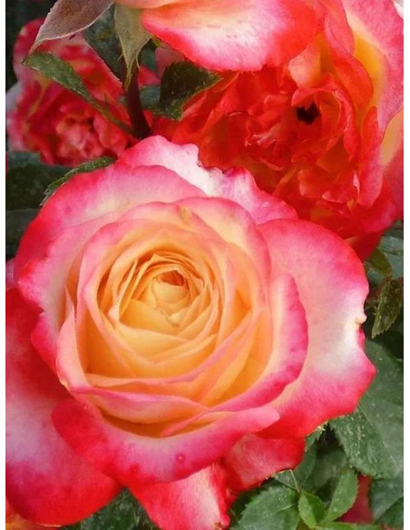 Happy Days róża rabatowa