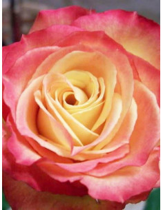 Happy Days róża rabatowa 2