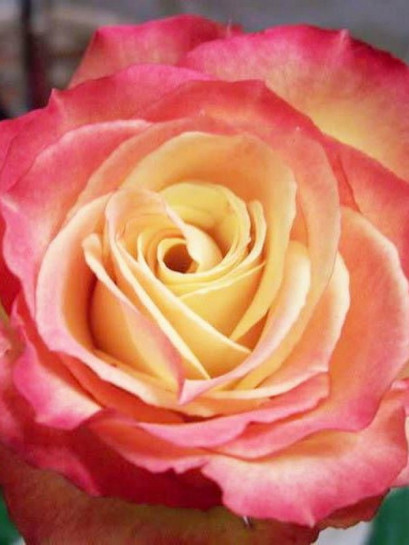 Happy Days rabatowa róża