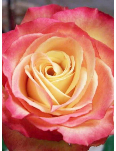 Happy Days rabatowa róża