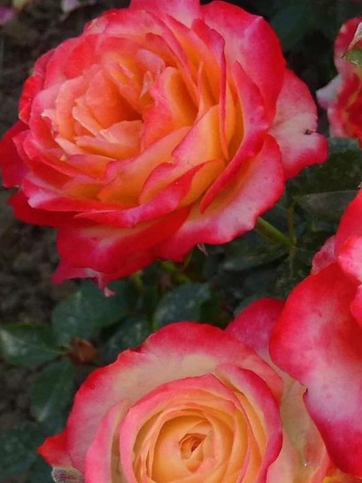 róża rabatowa Happy Days