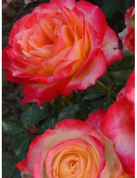 róża rabatowa Happy Days