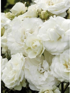 MIDSUMMERSNOW róża rabatowa 2